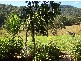 Collins Creek NSW 2474