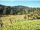 Collins Creek NSW 2474