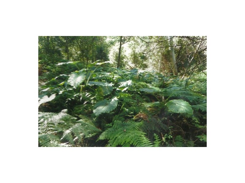 Lot 8 Long Gully Rd, Drake NSW 2469