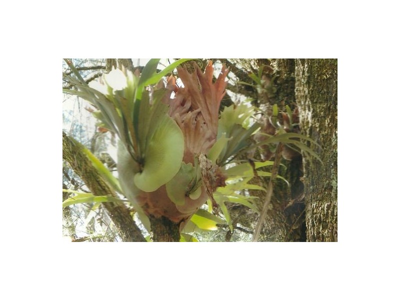 Lot 8 Long Gully Rd, Drake NSW 2469