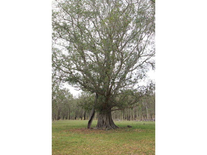 2339 Rivertree Road Rivertree Via, Stanthorpe QLD 4380