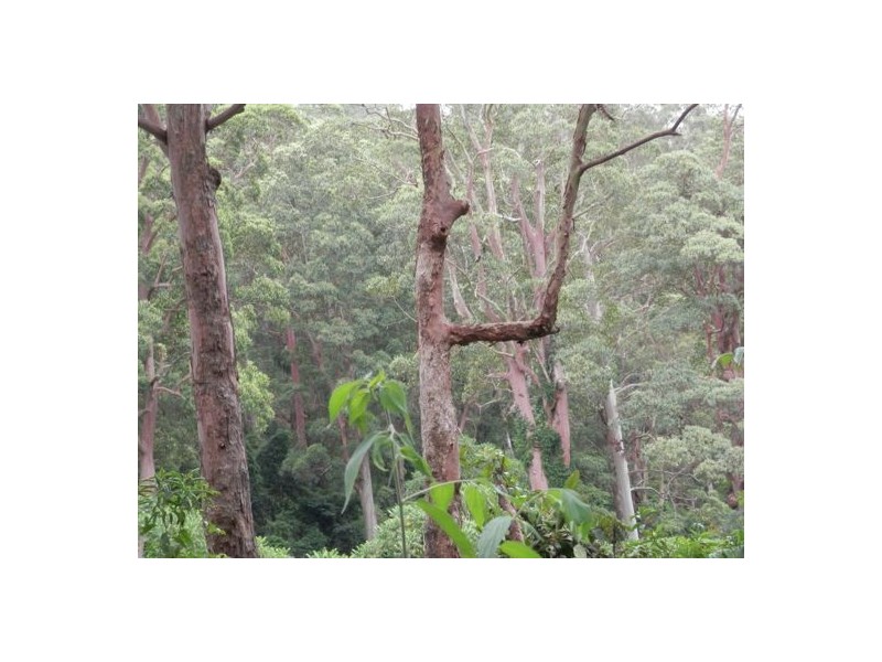 Lot 3 Mud Flat Rd, Drake NSW 2469