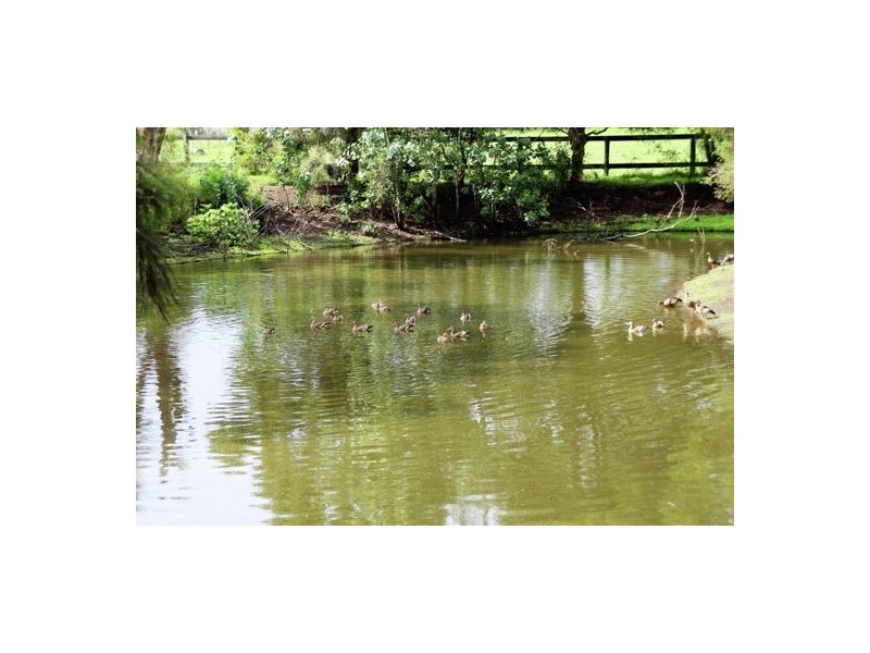 345 Fogwells, Yorklea NSW 2470