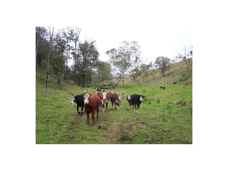 Razorback Creek, Rivertree NSW 2372