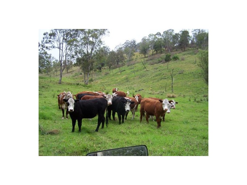 Razorback Creek, Rivertree NSW 2372