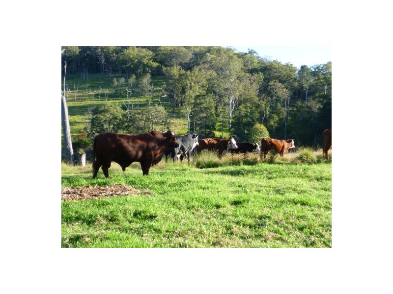 Razorback Creek, Rivertree NSW 2372