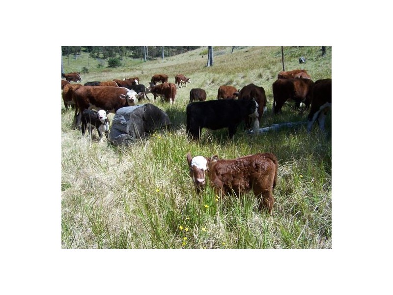 Razorback Creek, Rivertree NSW 2372