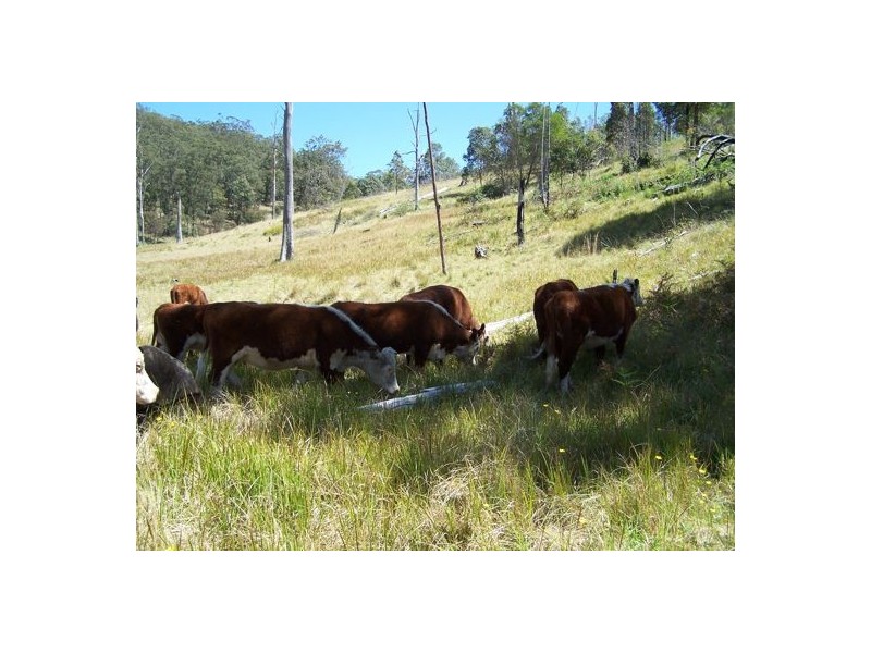 Razorback Creek, Rivertree NSW 2372