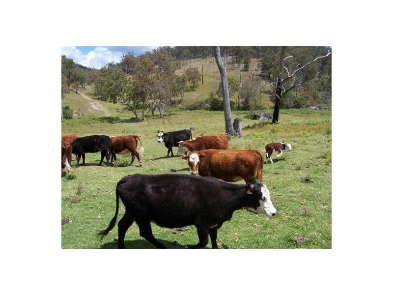 Razorback Creek, Rivertree NSW 2372