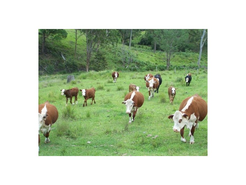 Razorback Creek, Rivertree NSW 2372