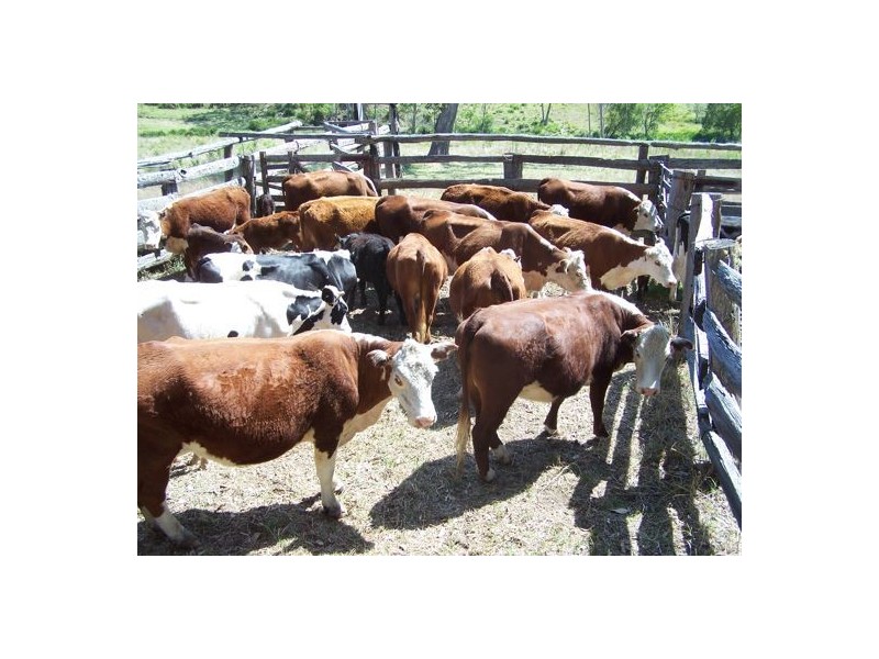 Razorback Creek, Rivertree NSW 2372