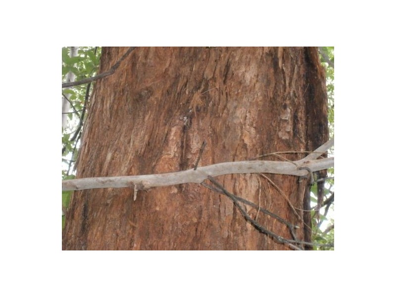 Lot 1 Mills Rd, Old Bonalbo NSW 2469