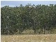 Mount Marsh NSW 2469