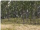 Mount Marsh NSW 2469
