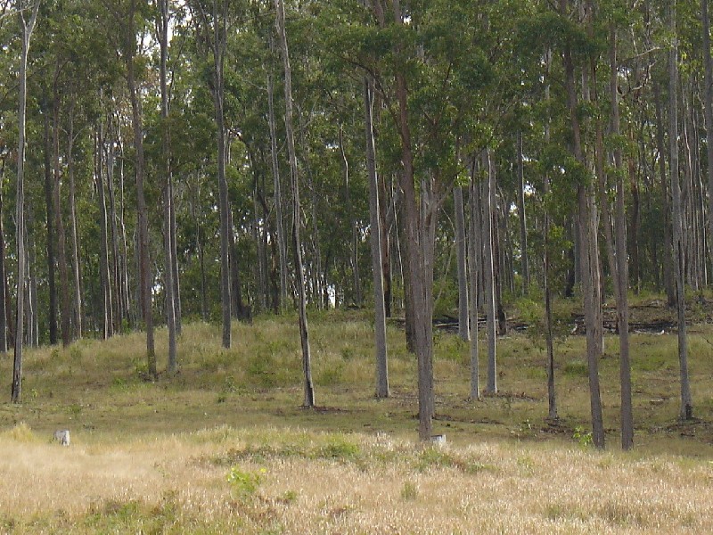 Mount Marsh NSW 2469