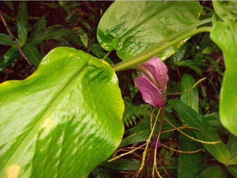 Hanging Rock NSW 2340