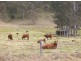 Kyogle NSW 2474