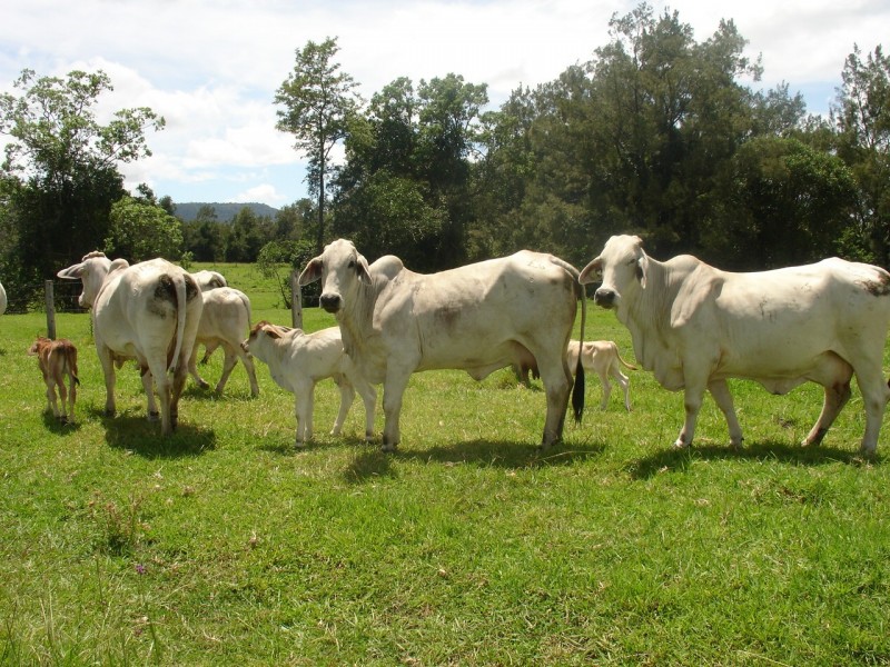 Tunglebung NSW 2469