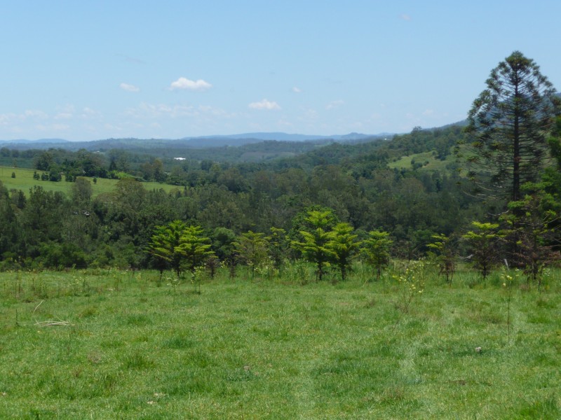 Green Pigeon NSW 2474