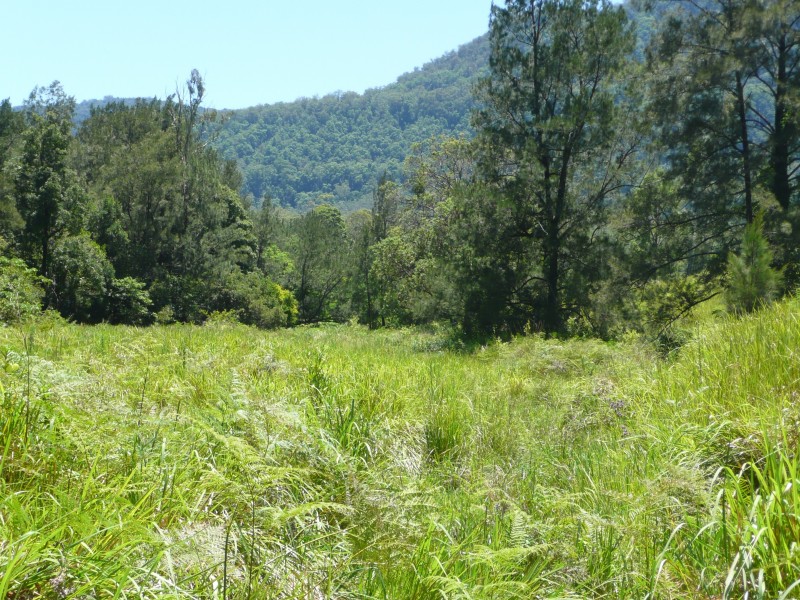 Green Pigeon NSW 2474