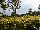 Whiporie NSW 2469