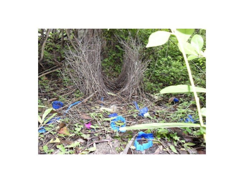 1183 Paddy’s Flat Road, Tabulam NSW 2469