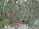 Lot 19 / 1252 Tabulam Road, Tabulam NSW 2469