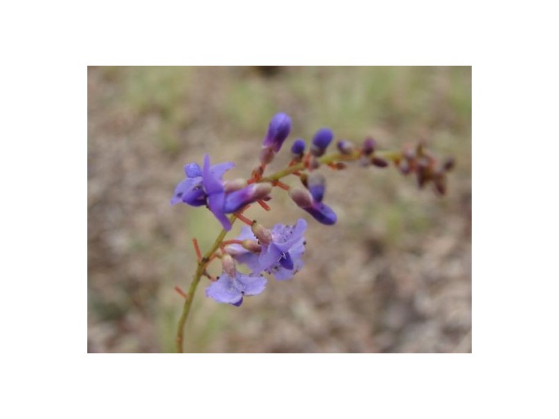 Lot 19 / 1252 Tabulam Road, Tabulam NSW 2469