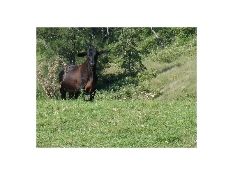 Lot 18 / 1252 Tabulam Road, Tabulam NSW 2469