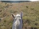 Lot 16 / 1252 Tabulam Road, Tabulam NSW 2469