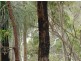 387 (Lot 7) Sugarbag Road, Tabulam NSW 2469