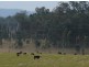 1354 Plain Station Rd, Tabulam NSW 2469