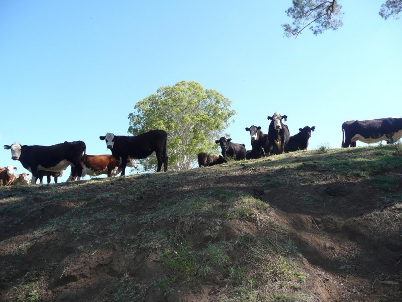 Kyogle NSW 2474