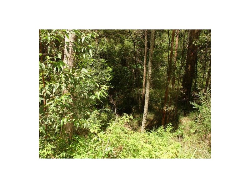 211 LONG GULLY ROAD, Drake NSW 2469