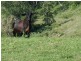 Lot 3,4,5,6,7,8 1252 Tabulam Rd, Tabulam NSW 2469