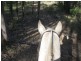 Lot 3,4,5,6,7,8 1252 Tabulam Rd, Tabulam NSW 2469
