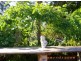 1021 Long Gully Road, Drake NSW 2469