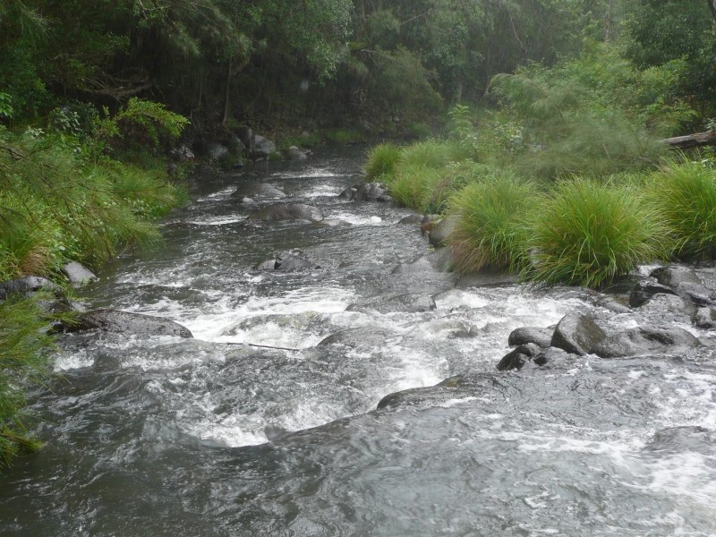 Lynchs Creek NSW 2474
