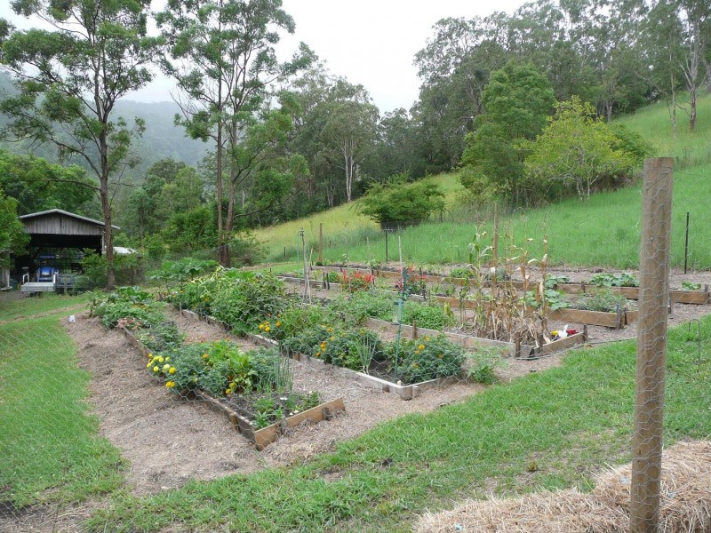 Lynchs Creek NSW 2474