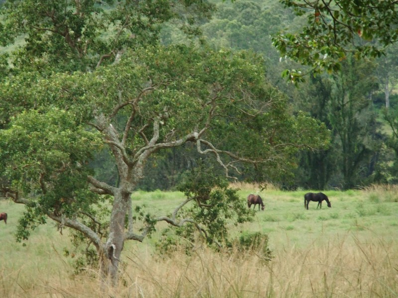 Eden Creek NSW 2474