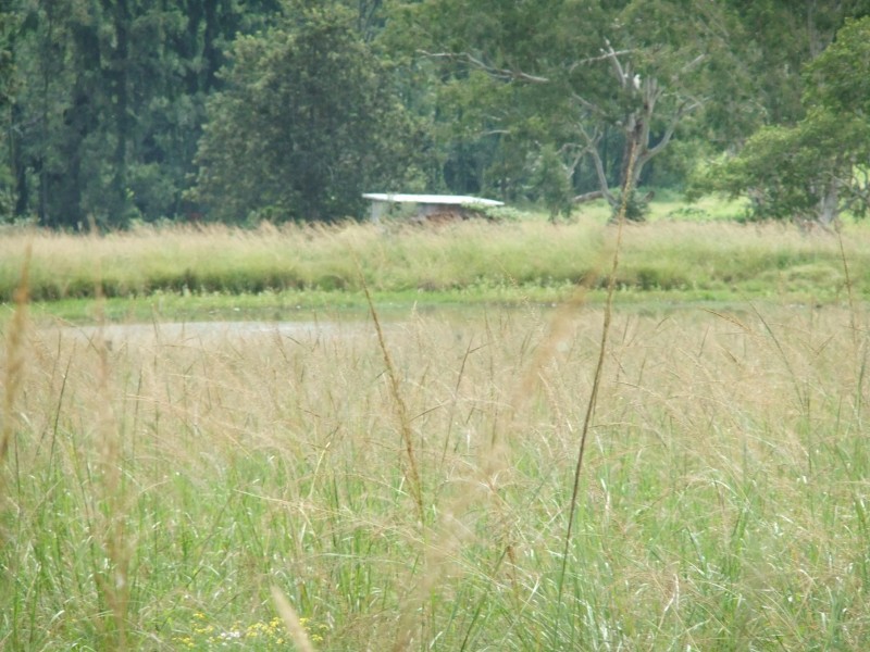 Eden Creek NSW 2474