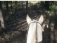 Lot 6 / 1252 Tabulam Road, Tabulam NSW 2469