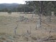 Tenterfield NSW 2372