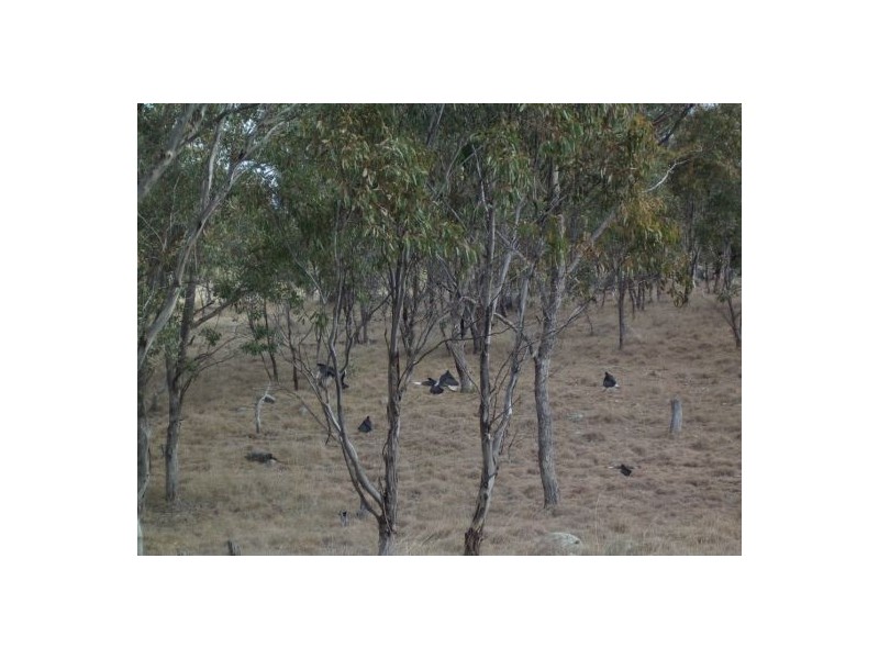 Tenterfield NSW 2372