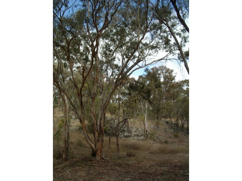 Lot 126 Bruxner Highway, Tenterfield NSW 2372