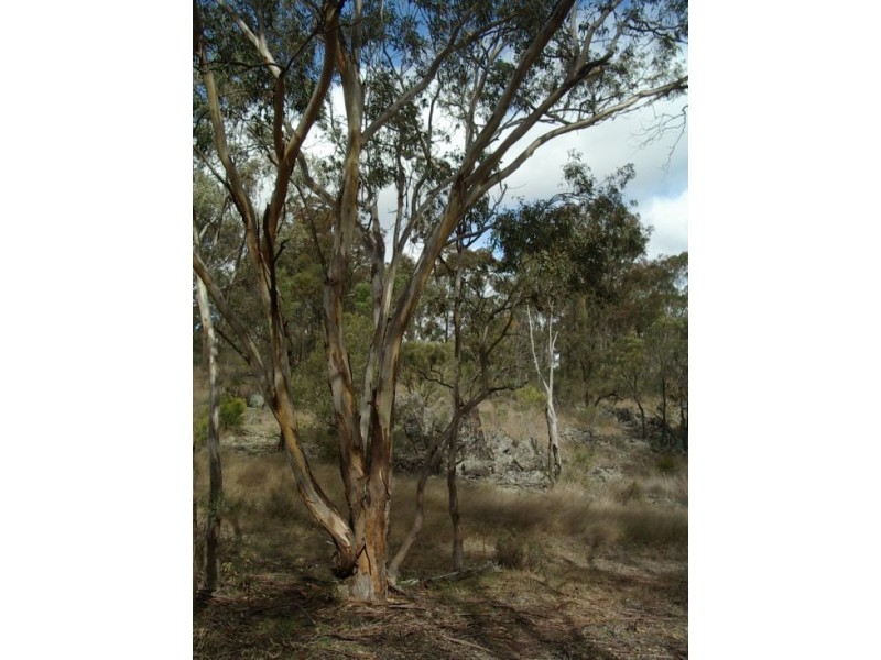 Lot 126 Bruxner Highway, Tenterfield NSW 2372