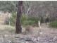 Lot 126 Bruxner Highway, Tenterfield NSW 2372