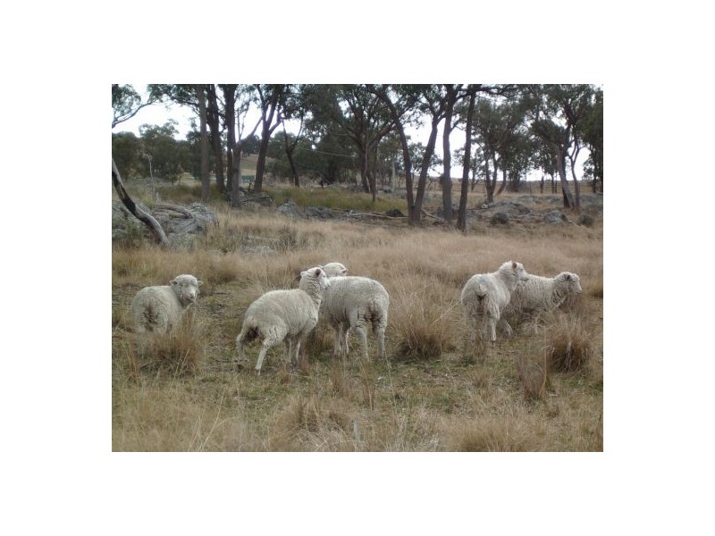 Tenterfield NSW 2372