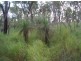 Ewingar NSW 2469