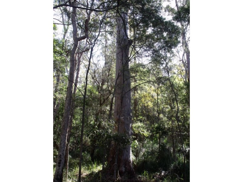 351b LONG GULLY ROAD, Drake NSW 2469